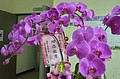 DSC_0032.JPG
