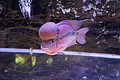 DSC07623.JPG