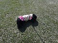 DSC01298.JPG