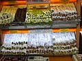 DSC03109.JPG