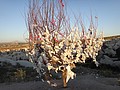 DSC03261.JPG