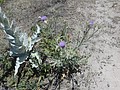 DSC03350.JPG