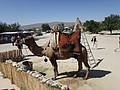 DSC03415.JPG