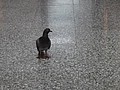 DSC03795.JPG