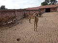 DSC04115.JPG