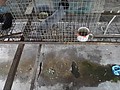 DSC04118.JPG