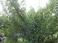 DSC04122.JPG
