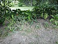 DSC04123.JPG
