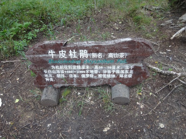 DSC04237.JPG