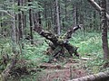 DSC04337.JPG