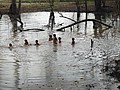 DSC05217.JPG