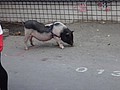 DSC06251.JPG