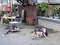DSC06252.JPG