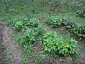 DSC06357-5.JPG
