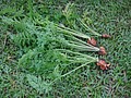 DSC06357-7.JPG