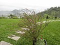 DSC06429-3.JPG