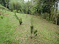DSC06429-8.JPG