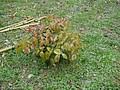 DSC06436-1.JPG