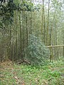 DSC06436-2.JPG