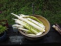 DSC06439-0.JPG