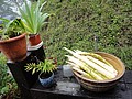 DSC06439-1.JPG