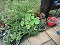 DSC06439-2.JPG