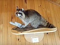 DSC07430.JPG