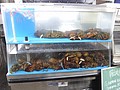 DSC07524.JPG