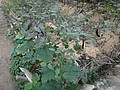 DSC07884.JPG