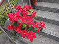 DSC02547.JPG
