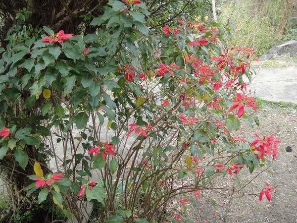 DSC08397-2.JPG