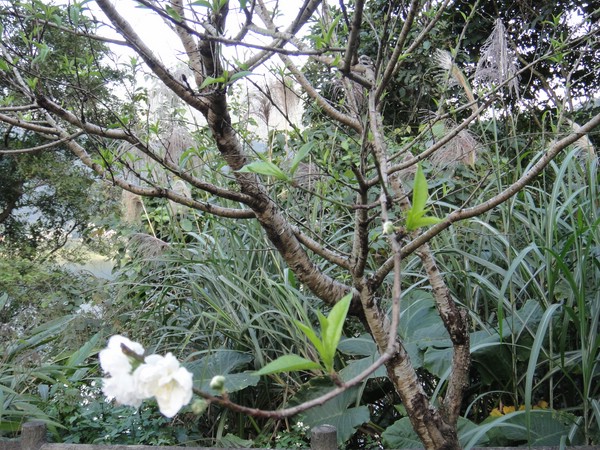 DSC08412-2.JPG
