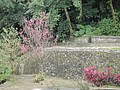 DSC08397-1.JPG
