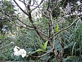 DSC08412-2.JPG