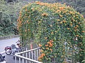 DSC08416-3.JPG