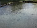 DSC08666.JPG