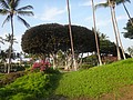 DSC08745.JPG