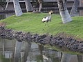 DSC08769.JPG