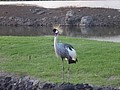 DSC08771.JPG