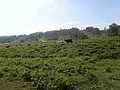 DSC08842.JPG
