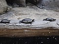 DSC09063.JPG