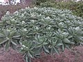 DSC09217.JPG