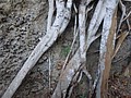 DSC09290.JPG