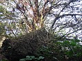 DSC09291.JPG