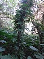 DSC09312.JPG