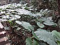 DSC09315.JPG