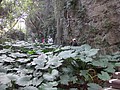 DSC09337.JPG