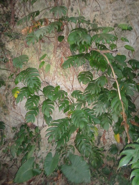 DSC02982.JPG