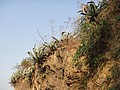 DSC02915.JPG