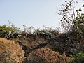 DSC02919.JPG
